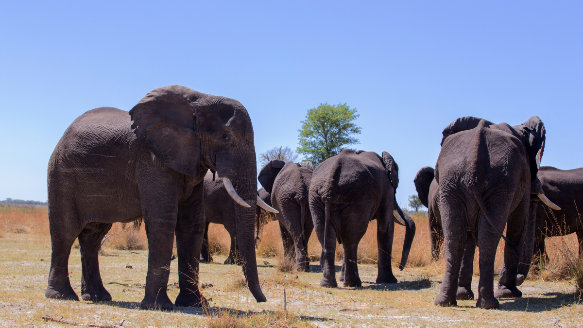 Okavango Delta